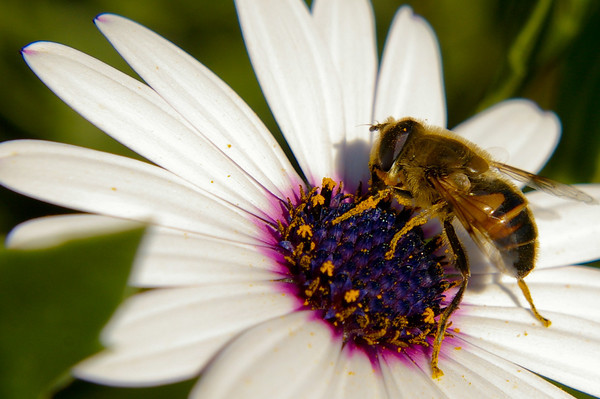 Que font les abeilles l'hiver ? EcoTree
